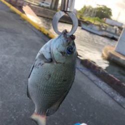 のんびりウキ釣り