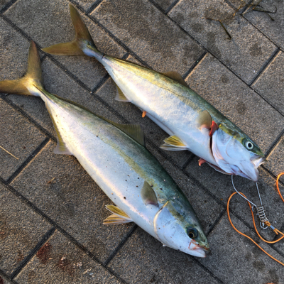 ライトショアジギング＆オクトパッシング