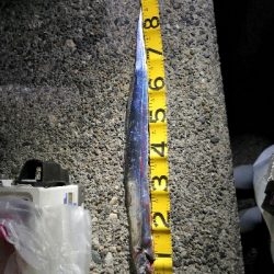 ドラゴンゲット