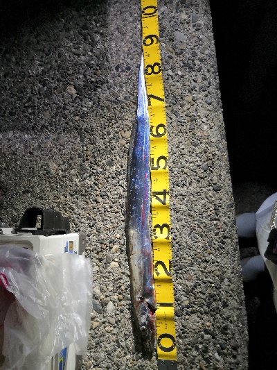 ドラゴンゲット