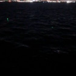 タチウオ不在？