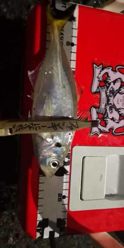 アジング練習 38