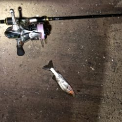 満月台風後　アジはいない。