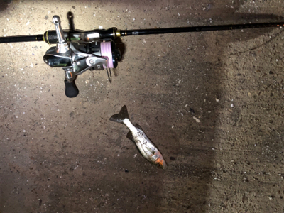 満月台風後　アジはいない。