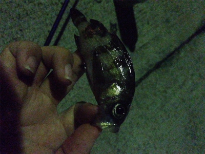 台風一過のライトゲーム