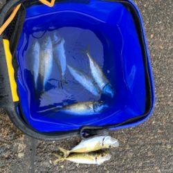 アオリ！アジ！