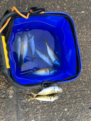 アオリ！アジ！