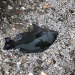 フカセでチヌ＆グレ