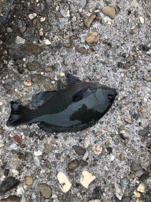 フカセでチヌ＆グレ