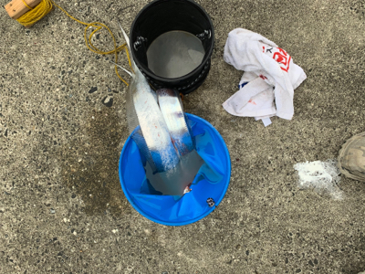 台風明けの太刀魚釣行