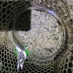 ハマチと太刀魚