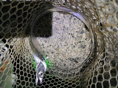 ハマチと太刀魚