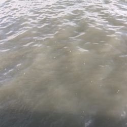 濁りがキツイ中　なんとか1本