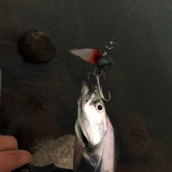 タチウオ・アジ