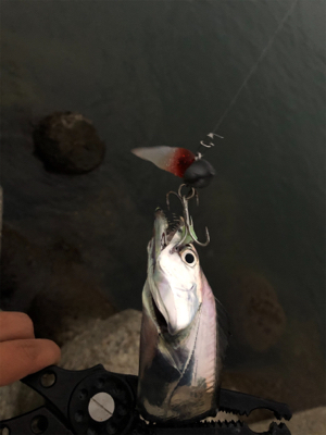 タチウオ・アジ