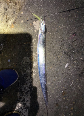 台風後、青物もタチウオも活性高