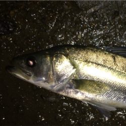 雨の後は調子が上がってきました。