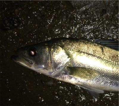 雨の後は調子が上がってきました。