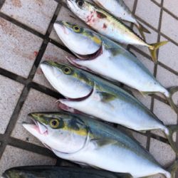 太陽登りきってからの釣果^ ^