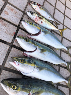 太陽登りきってからの釣果^ ^