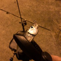 連休合間のアジング♫