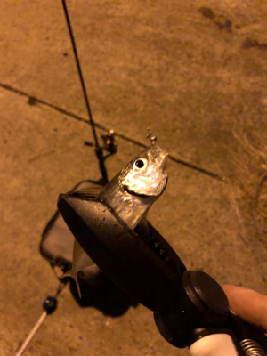 連休合間のアジング♫