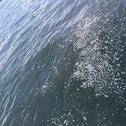 ライトショアジギング