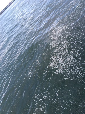 ライトショアジギング