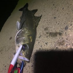 台風明けも入れ食い！！