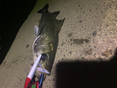 台風明けも入れ食い！！