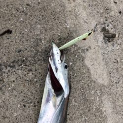 夕まずめ、何とか三目^_^♪