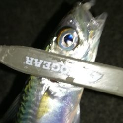 ナイトアジング