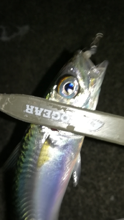 ナイトアジング