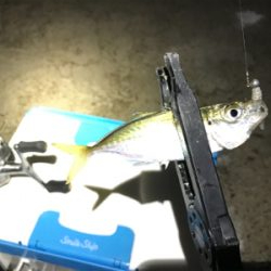 ちょっと大きくなってきた