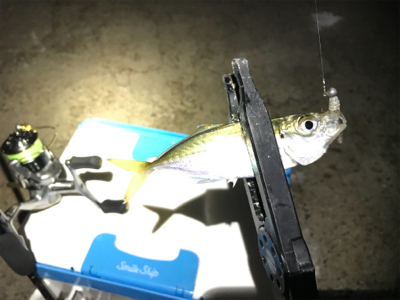 ちょっと大きくなってきた