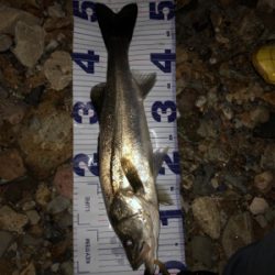 ハーモニカ喰い