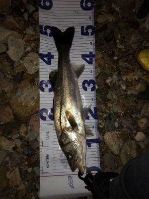 ハーモニカ喰い