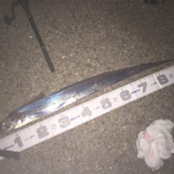 なんとかボウズ逃れ