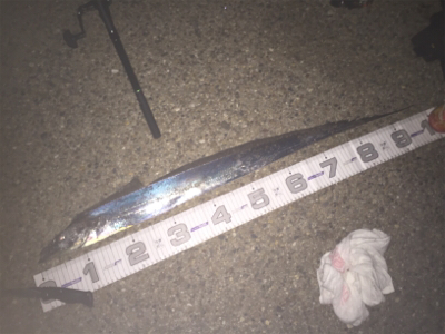 なんとかボウズ逃れ