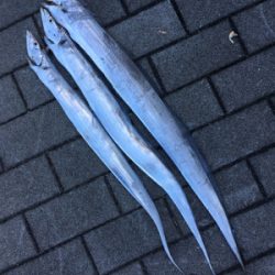 ワインド＆ライトショアジギング