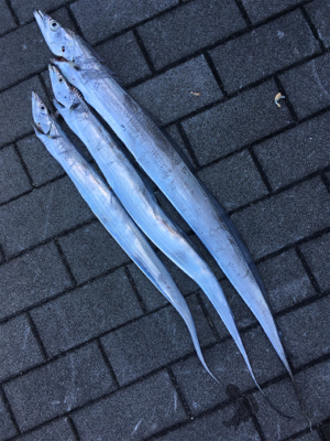 ワインド＆ライトショアジギング