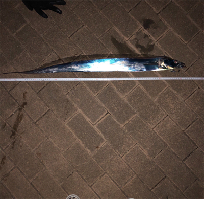 タチウオぱらぱらしかおらず、、、。