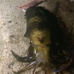 夜にエギング   朝はショアジギ