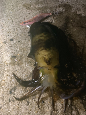 夜にエギング   朝はショアジギ