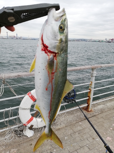 南港ショアジギング