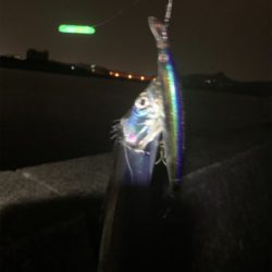 やっとこさタチウオ！！