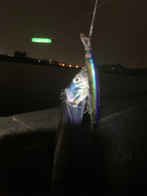 やっとこさタチウオ！！