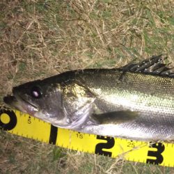 ナイスサイズのファイター