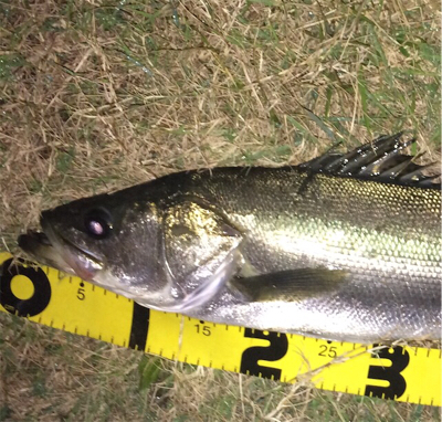 ナイスサイズのファイター