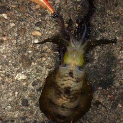 連夜のエギング